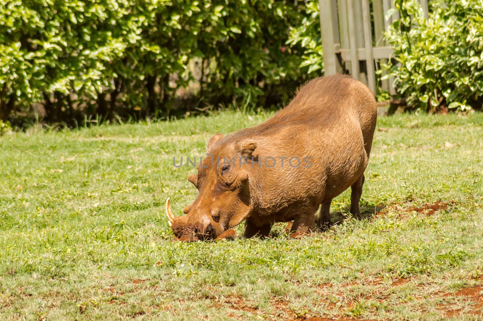 A warthog just emerging from a brush thicket  by Philou1000