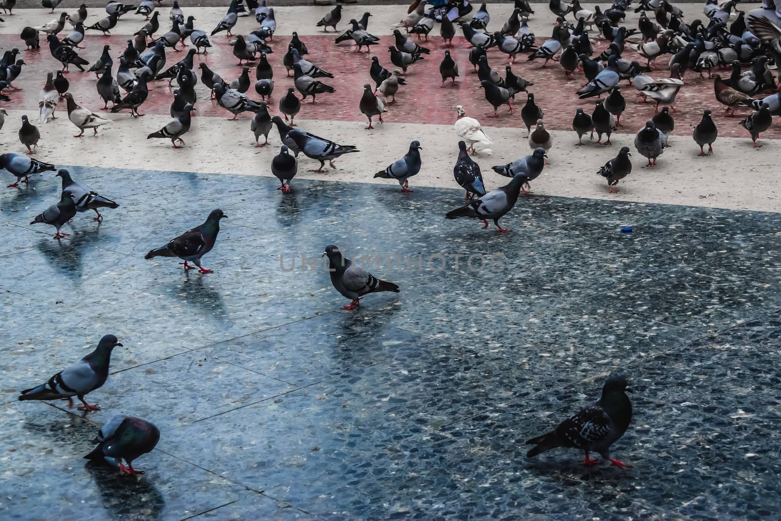 Pigeon in a square in Barcelona