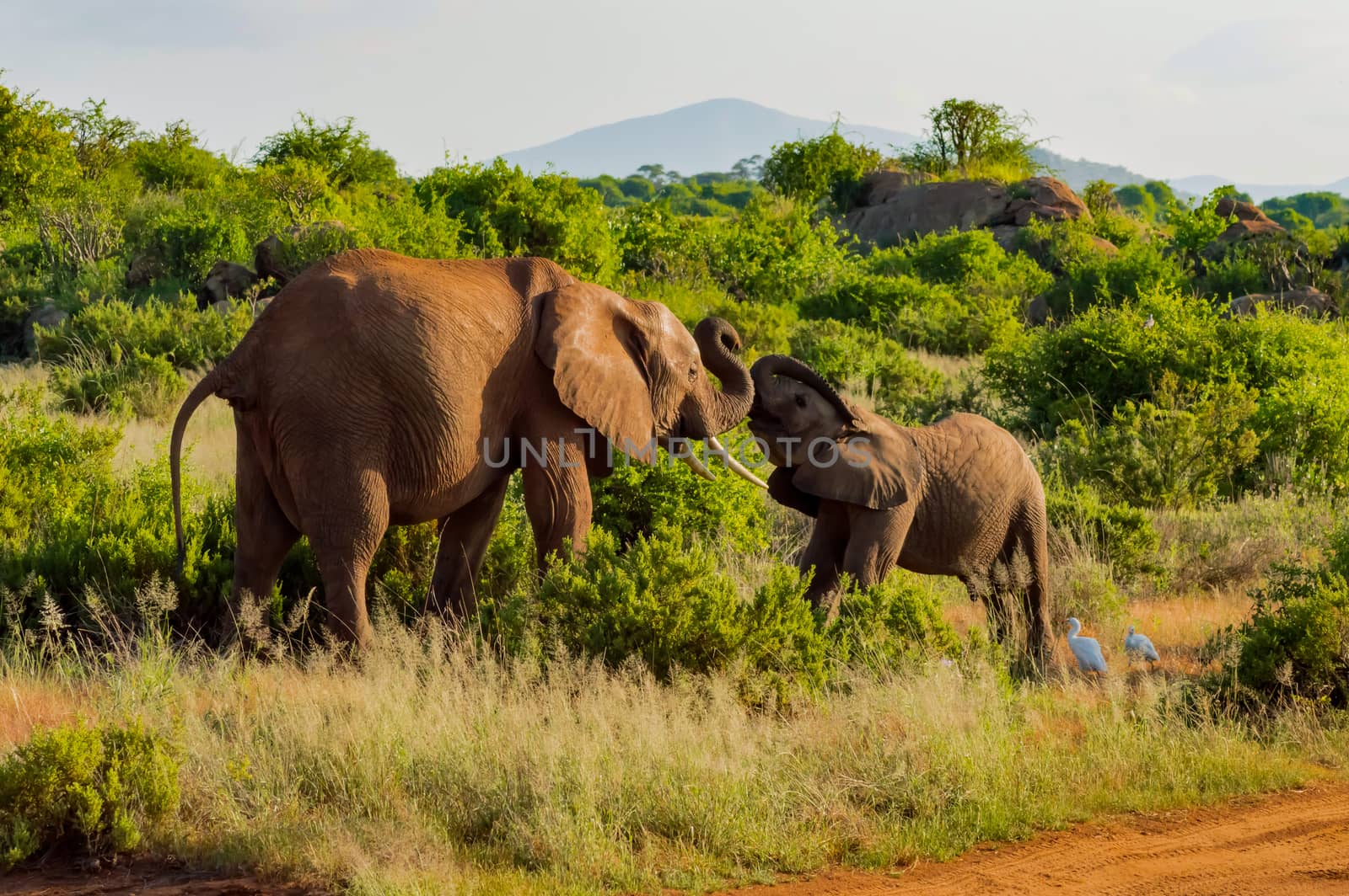 An elephant and his little. One in a walk in the savanna  by Philou1000