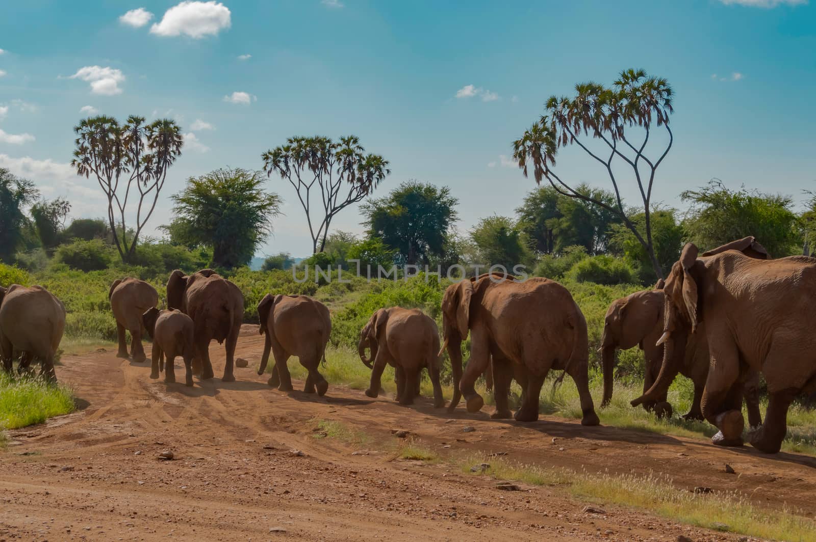 Herd elephants in the savannah of Samburu Park in central Kenya