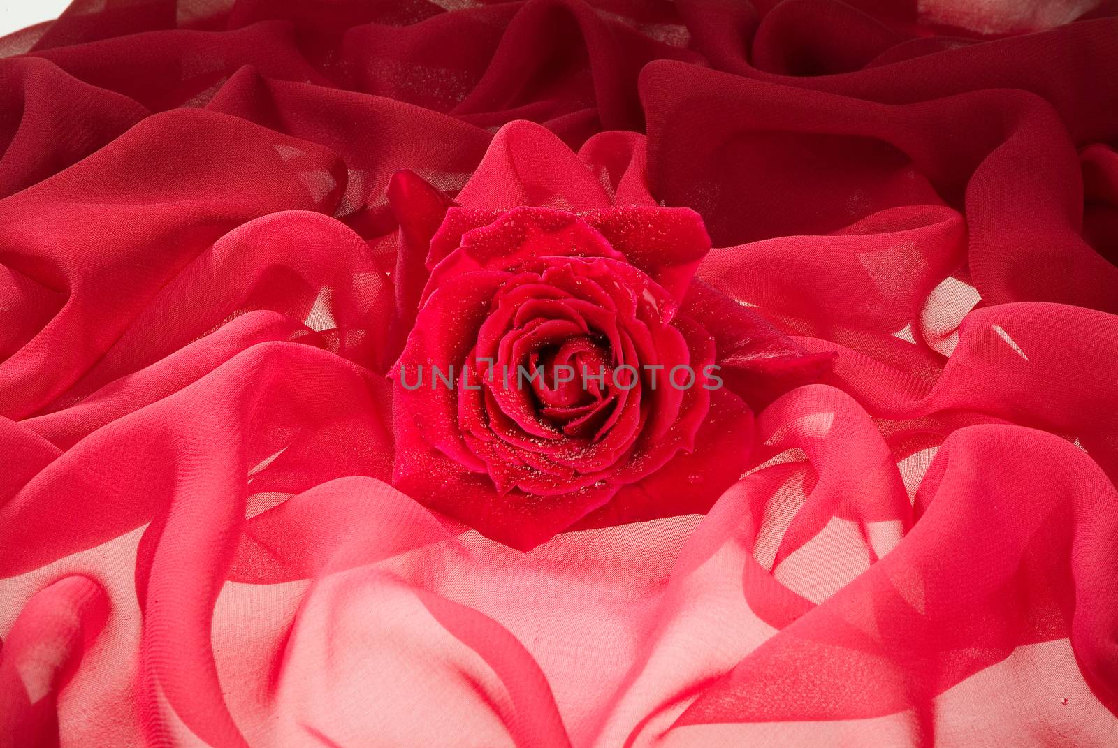 Flowers on a fabric studio background