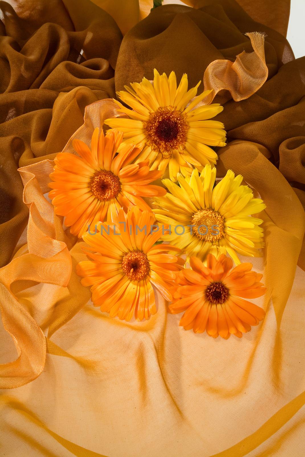 Flowers on a fabric studio background
