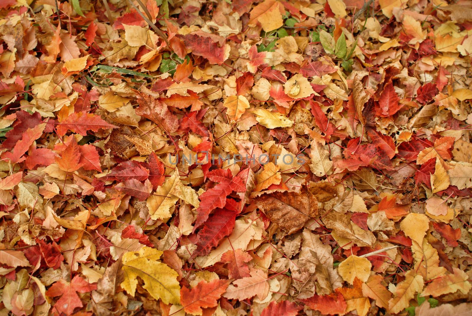 Texture of yellow autumn leaves