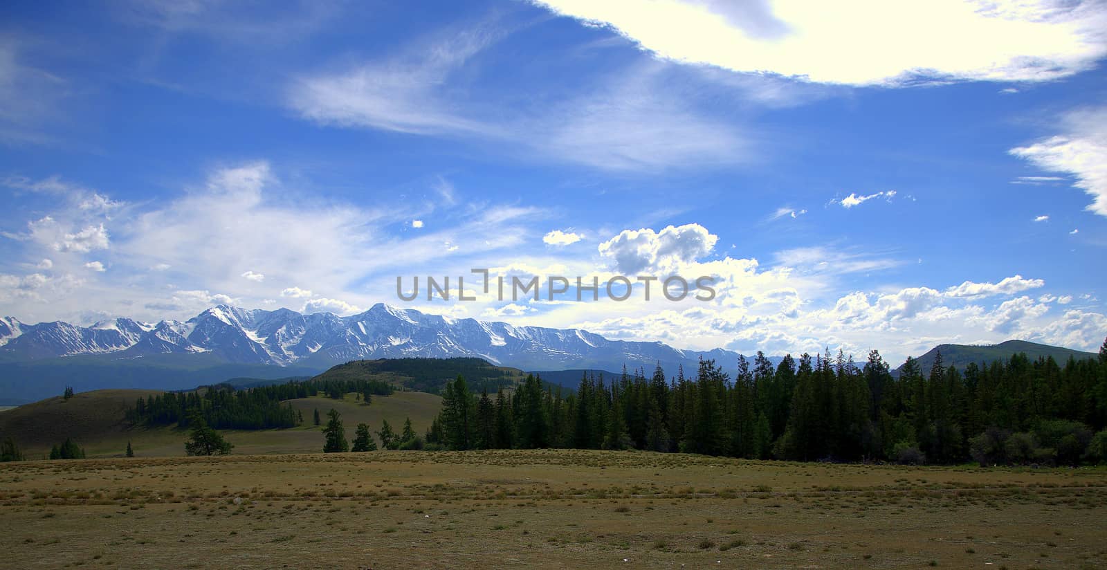 A small coniferous forest in the Kurai steppe and the snow-capped peaks of the North-Chui Range in the background. Gorny Altai, Siberia, Russia. Landscape. by alexey_zheltukhin