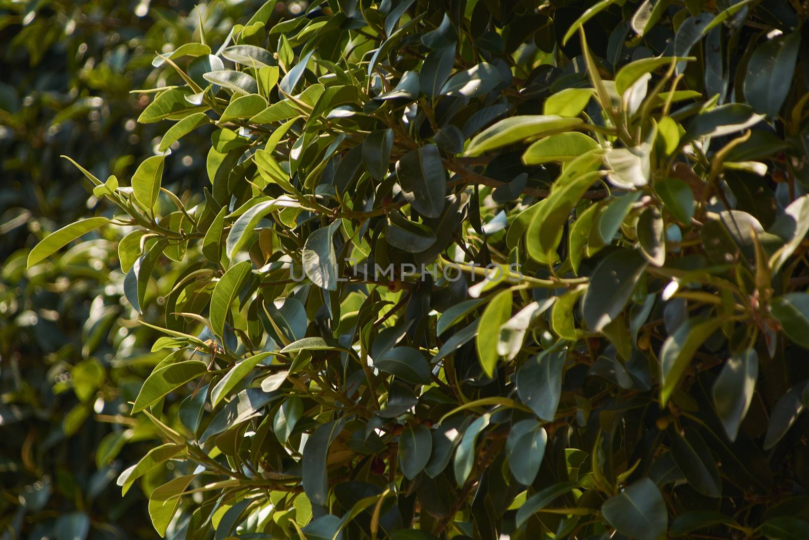 Bush of leaves in summertime period illuminated by warm sunlight