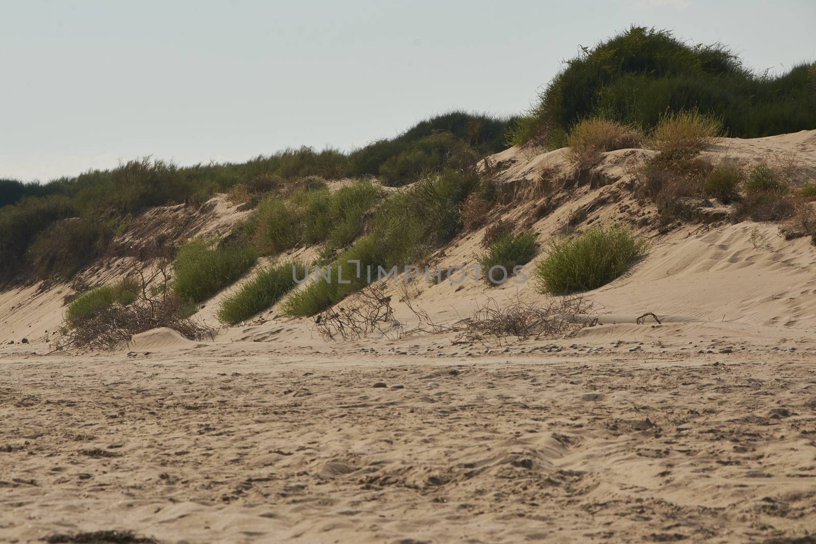 Natural Sand dunes in a sicilian beach 