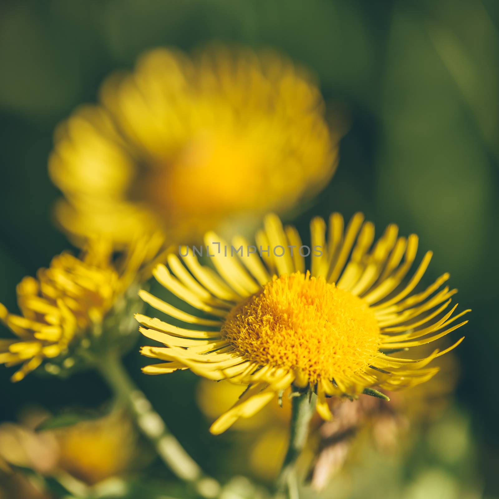 Beautiful yellow flowers on blurred background. Selective focus.