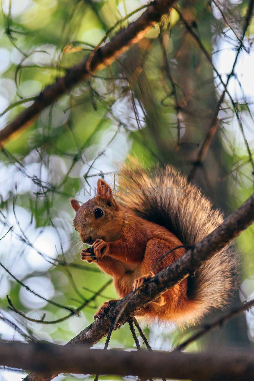 Red squirrel eats nuts and sits on branch in a fir forest.