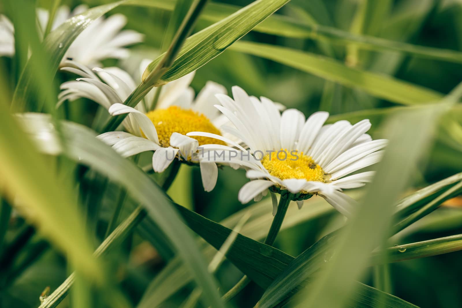 Daisy Flowers on Lawn at Sunny Day with Water Drops.