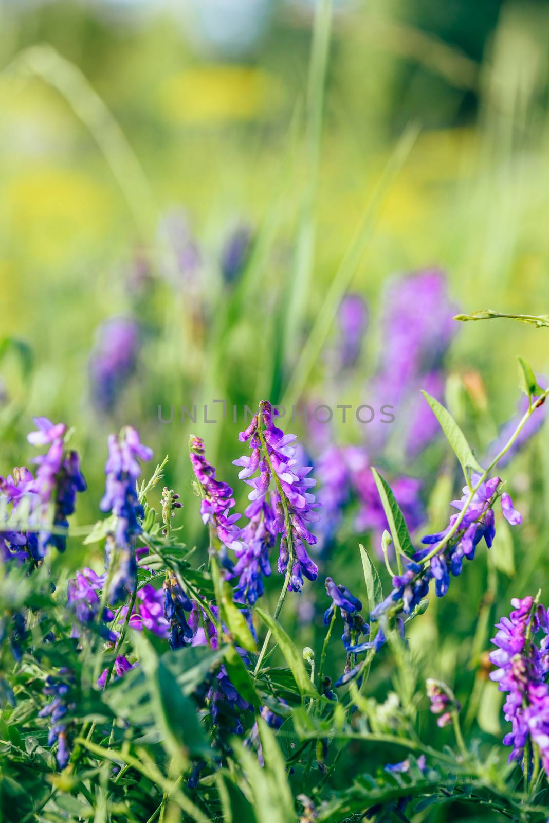 Beautiful blue vetch flowers. by Seva_blsv