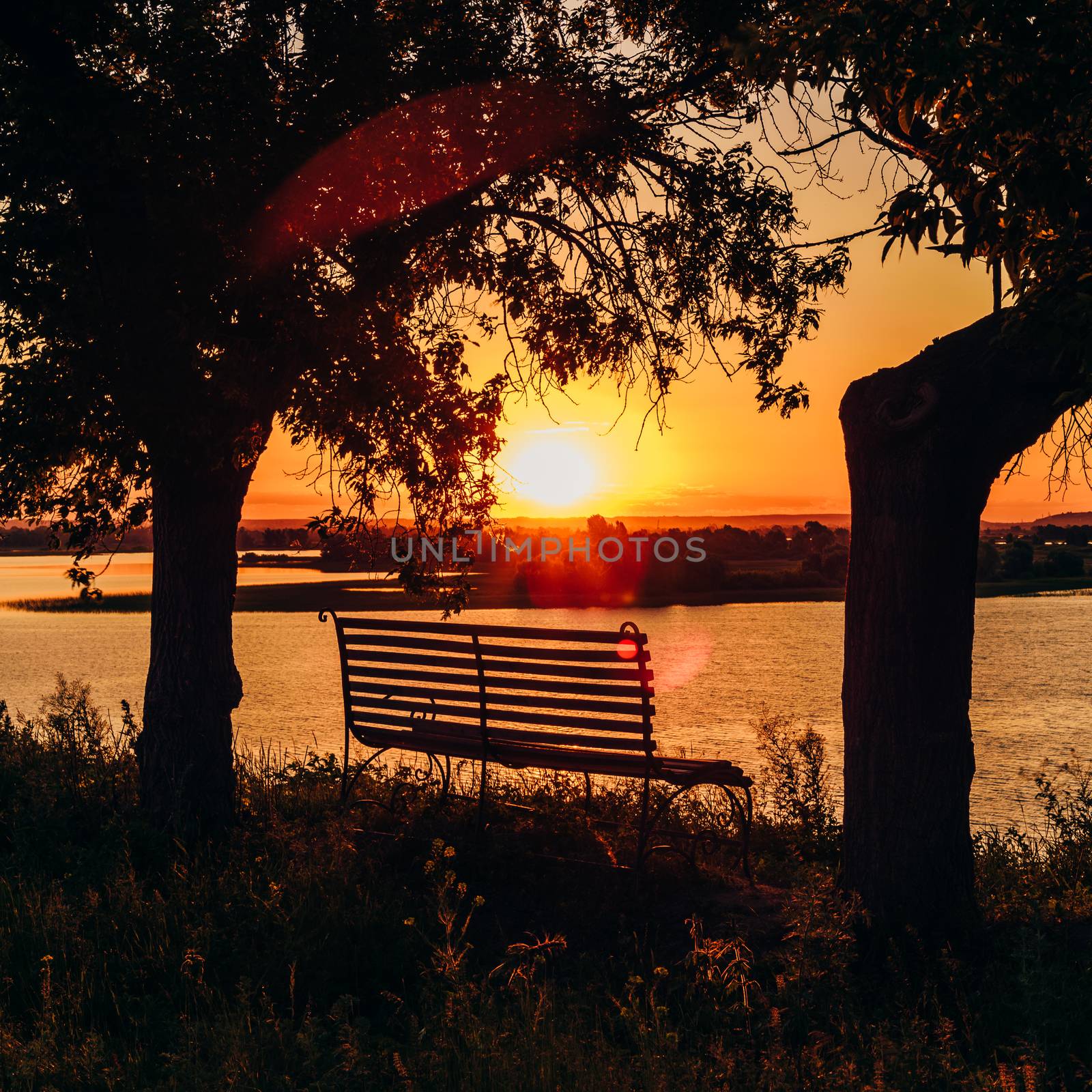 Bench by the River Between Two Trees. Summer Golden Sunset.