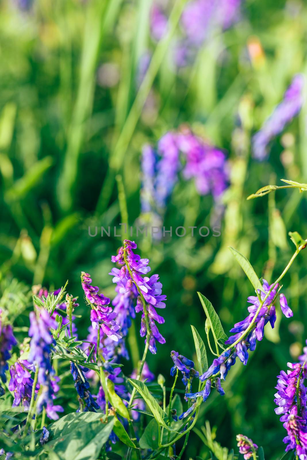 Beautiful purple cow vetch flowers on blurred background. Selective focus.