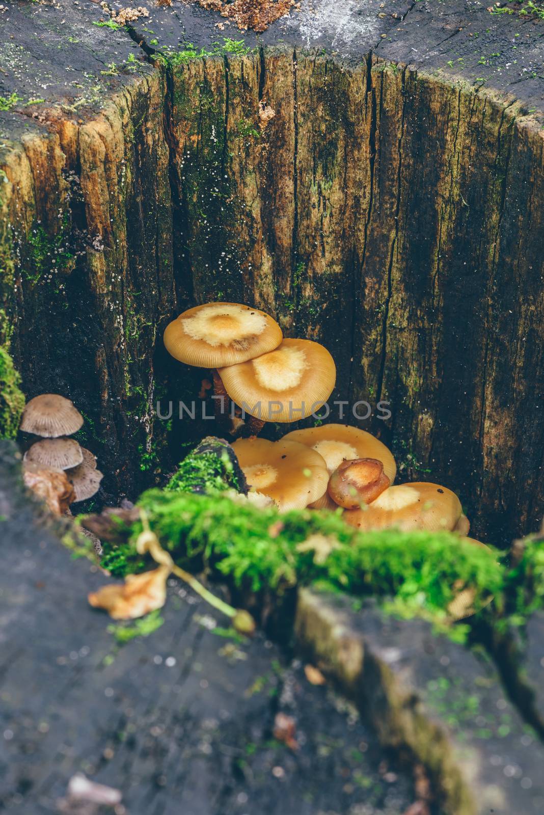 Mushrooms and moss on the tree trunk, by Seva_blsv