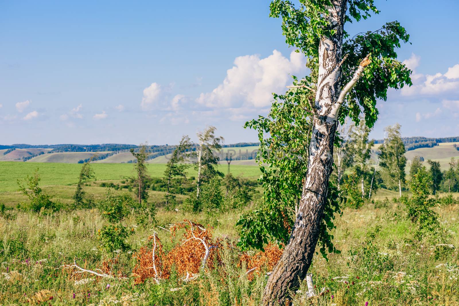 Lonely Birch Tree with Broken Trunk and Branches on Meadow with Flowers.