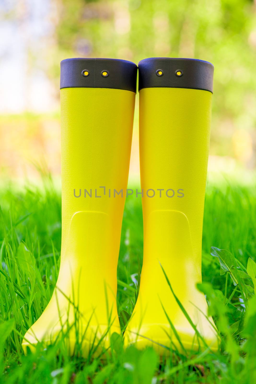 Yellow rubber boots close up on the lush green grass on the meadow