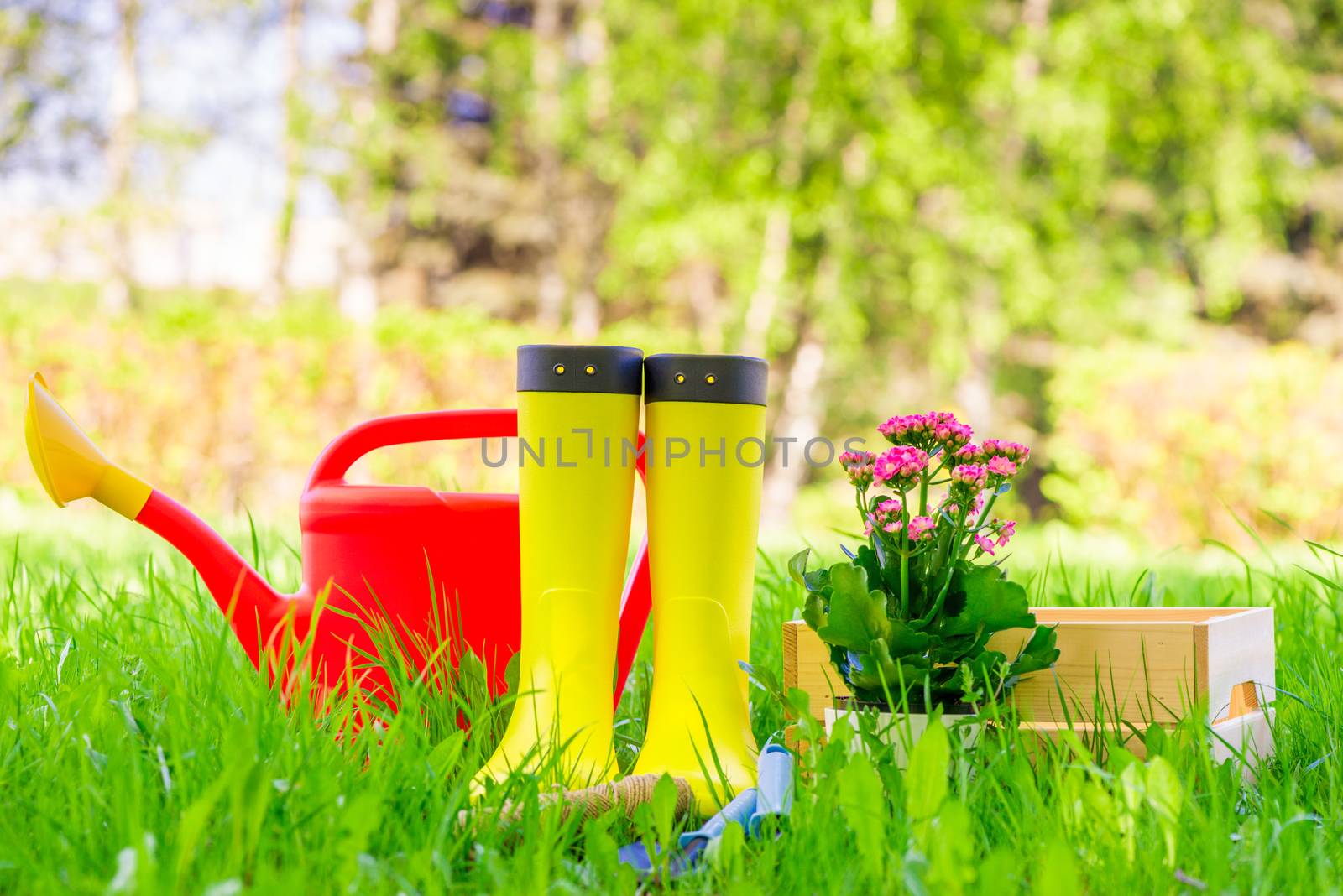 Beautiful flower, yellow boots and a watering can on a green lawn in the backyard close-up