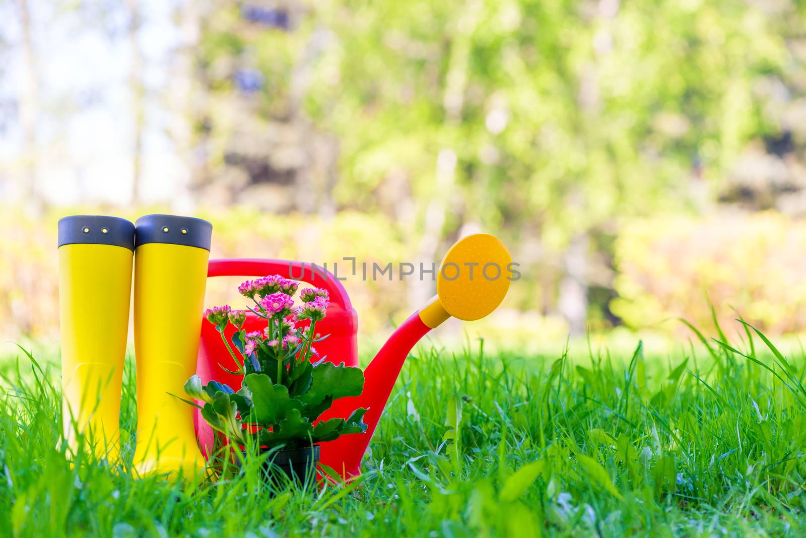 yellow rubber boots, a beautiful flower and a red watering can on a green lawn on a spring day close up