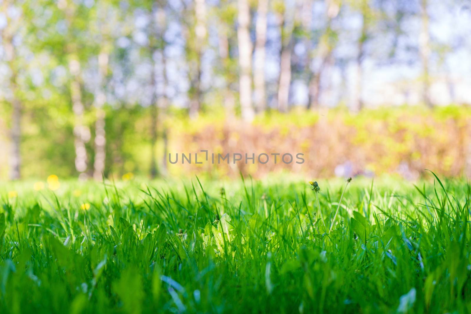 Natural background - lawn spring grass close up, space for inscr by kosmsos111