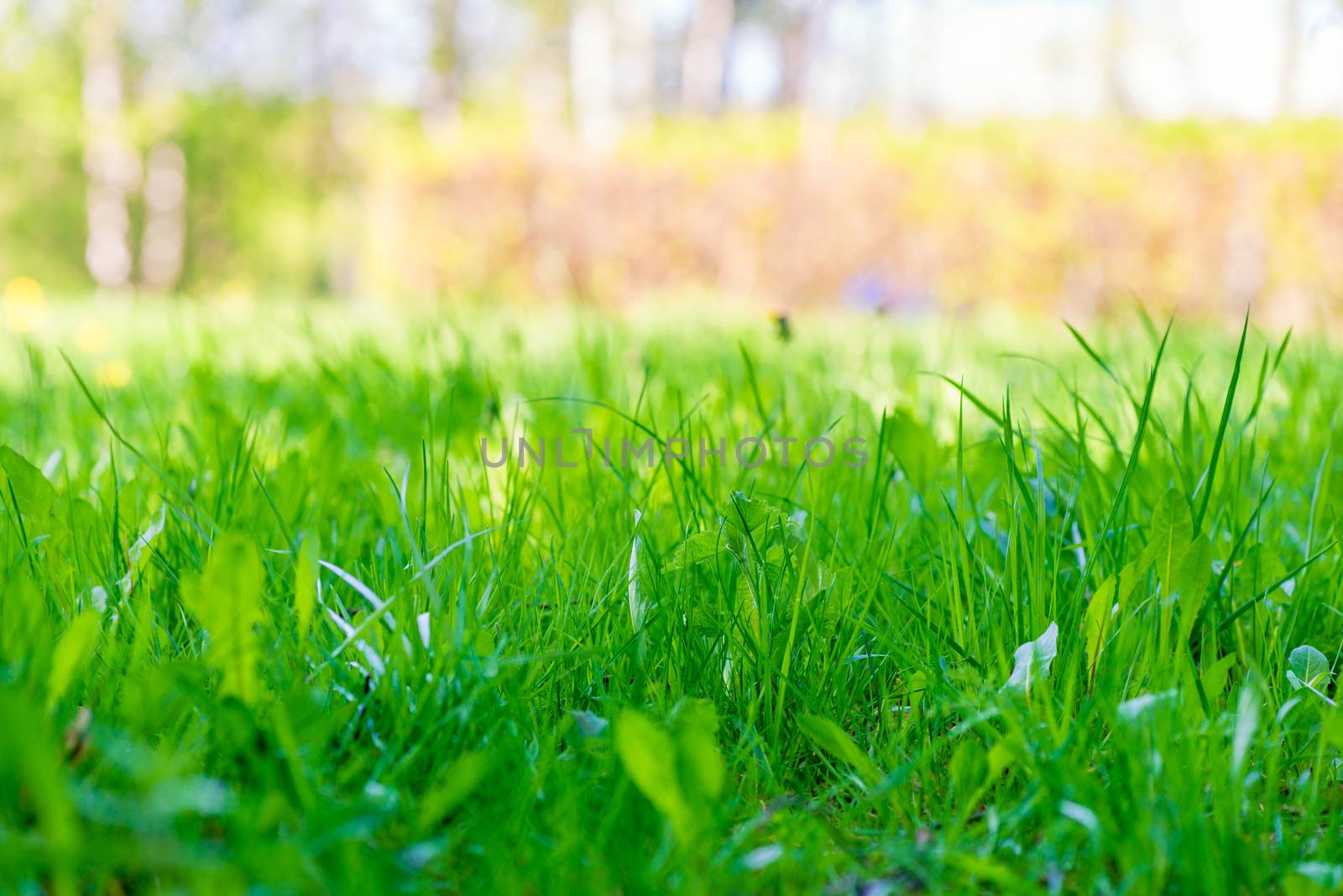 natural background juicy lawn spring grass close-up by kosmsos111