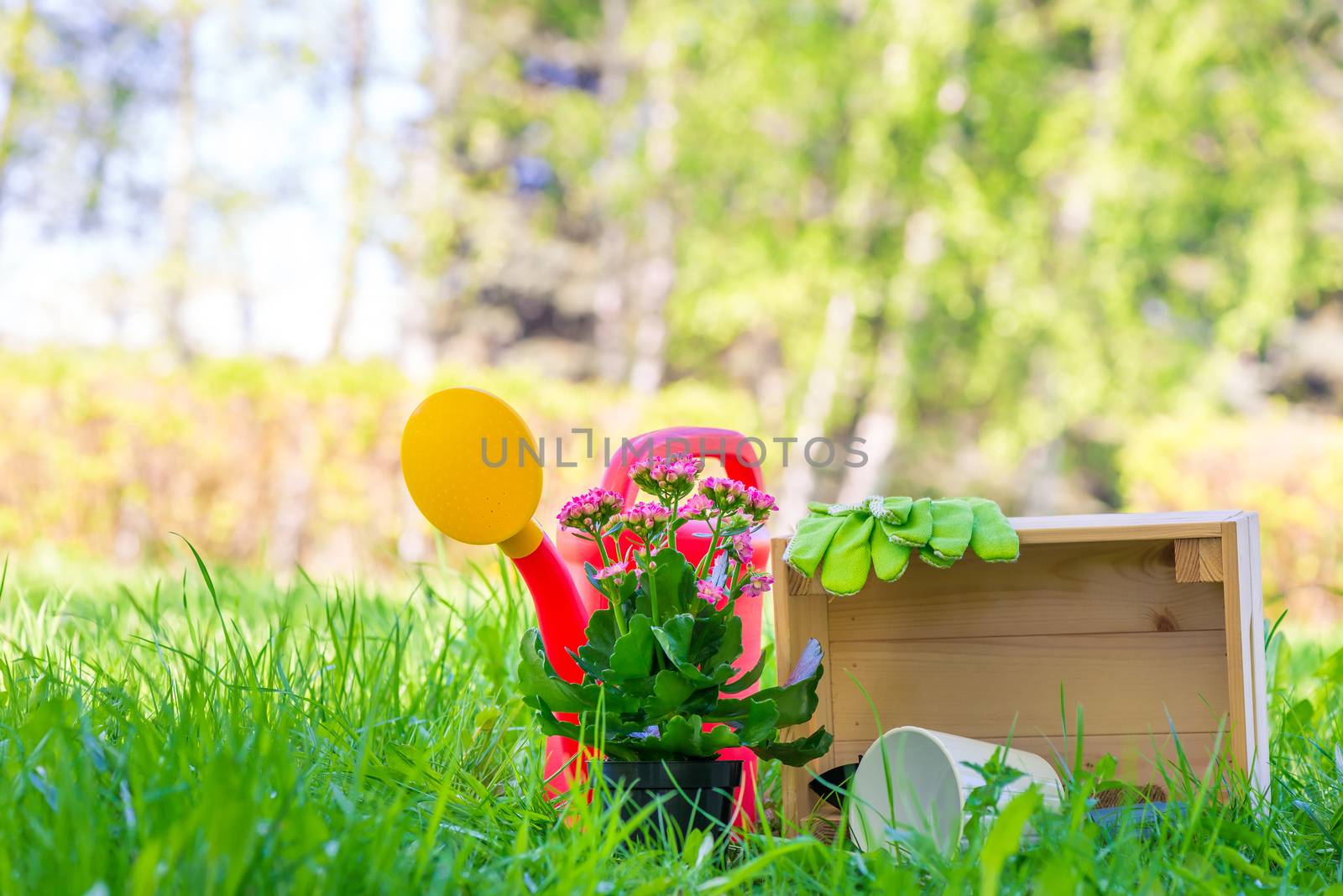 wooden box, watering can and flower in a pot - objects for spring gardening works close up