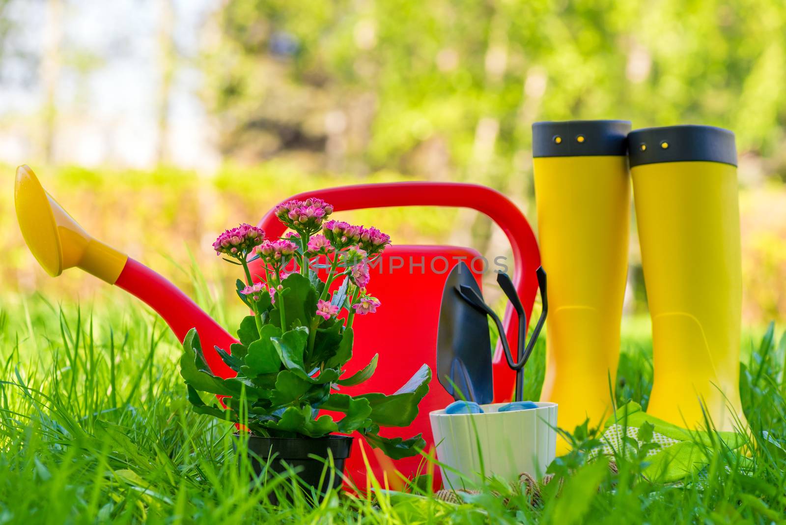 rubber boots, watering can and gardener's tools for working in the garden on green succulent grass
