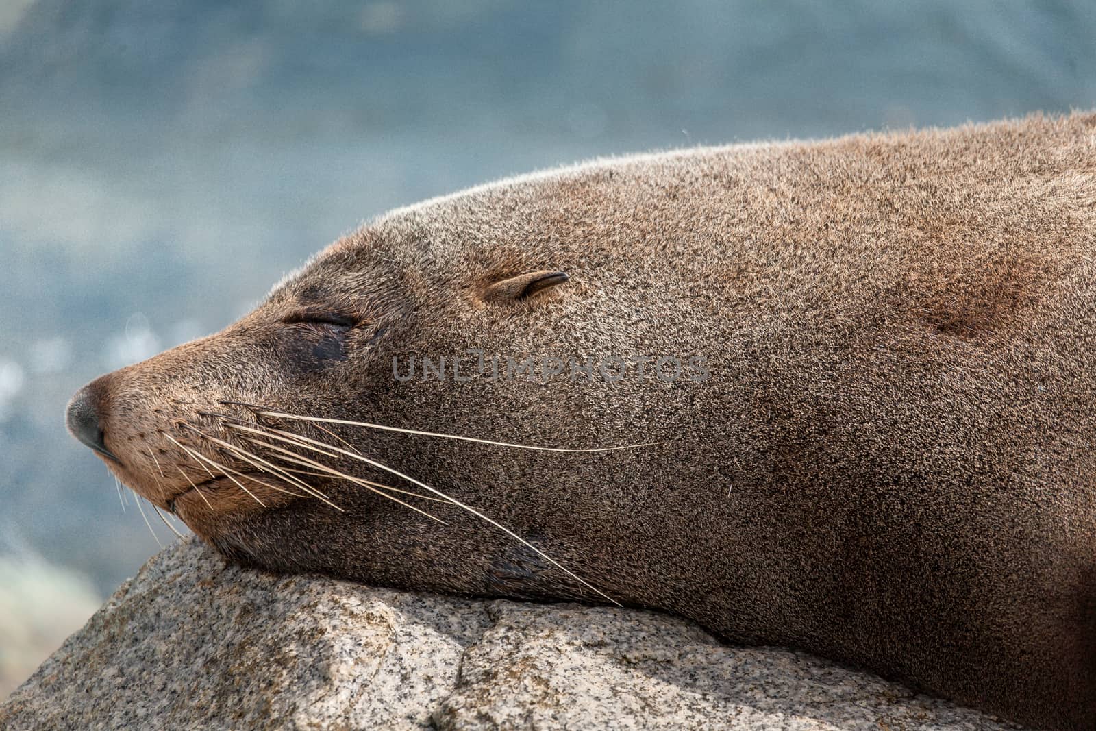 Sleeping seal rests on a rock after a feed by lovleah