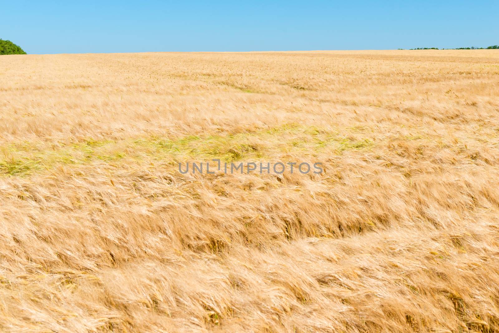 Ears of yellow wheat and horizon line