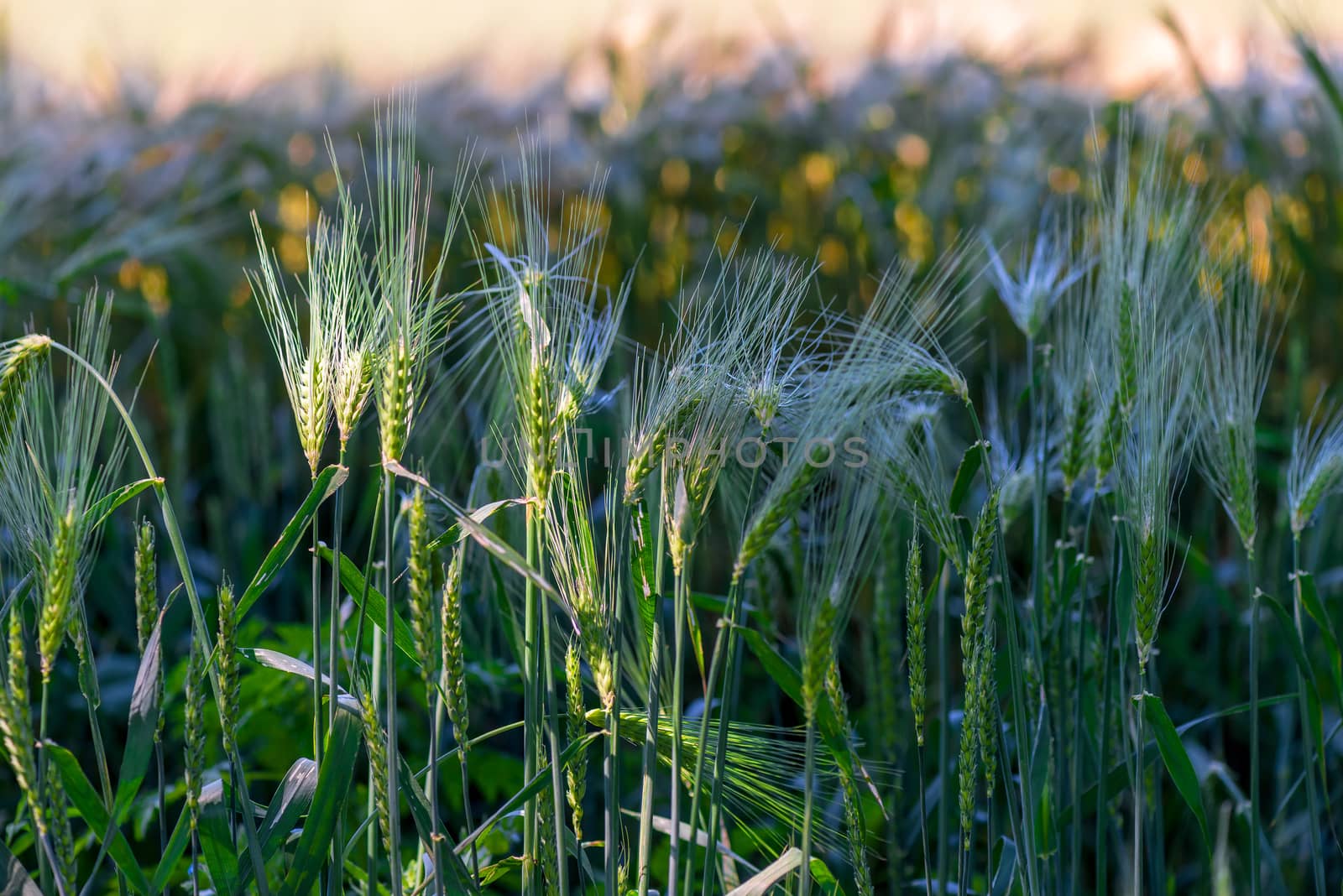 growing ears of juicy wheat in a field by kosmsos111