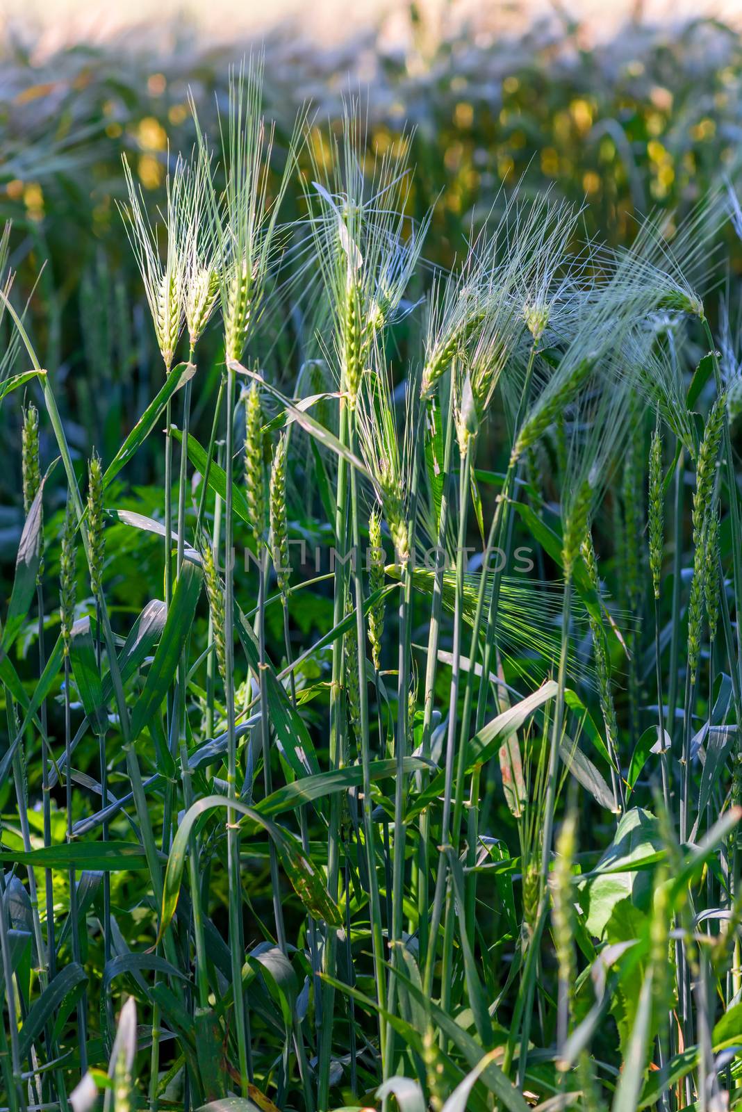 vertical photo of growing ears of juicy wheat in a field