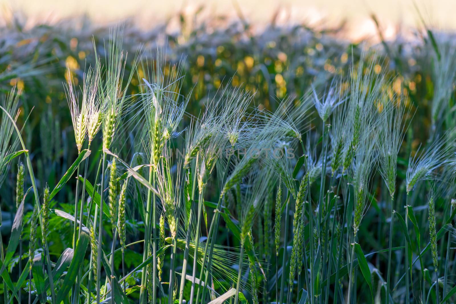 horizontal photo of growing ears of juicy wheat in a field