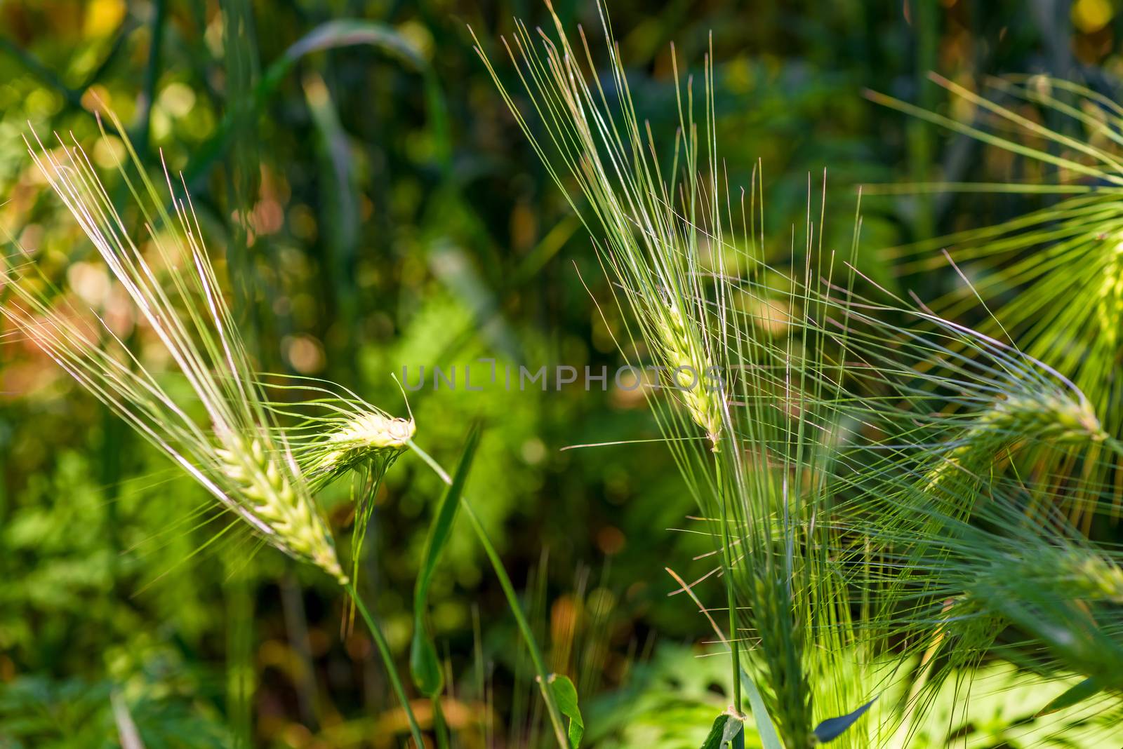 closeup growing ears of juicy wheat in a field
