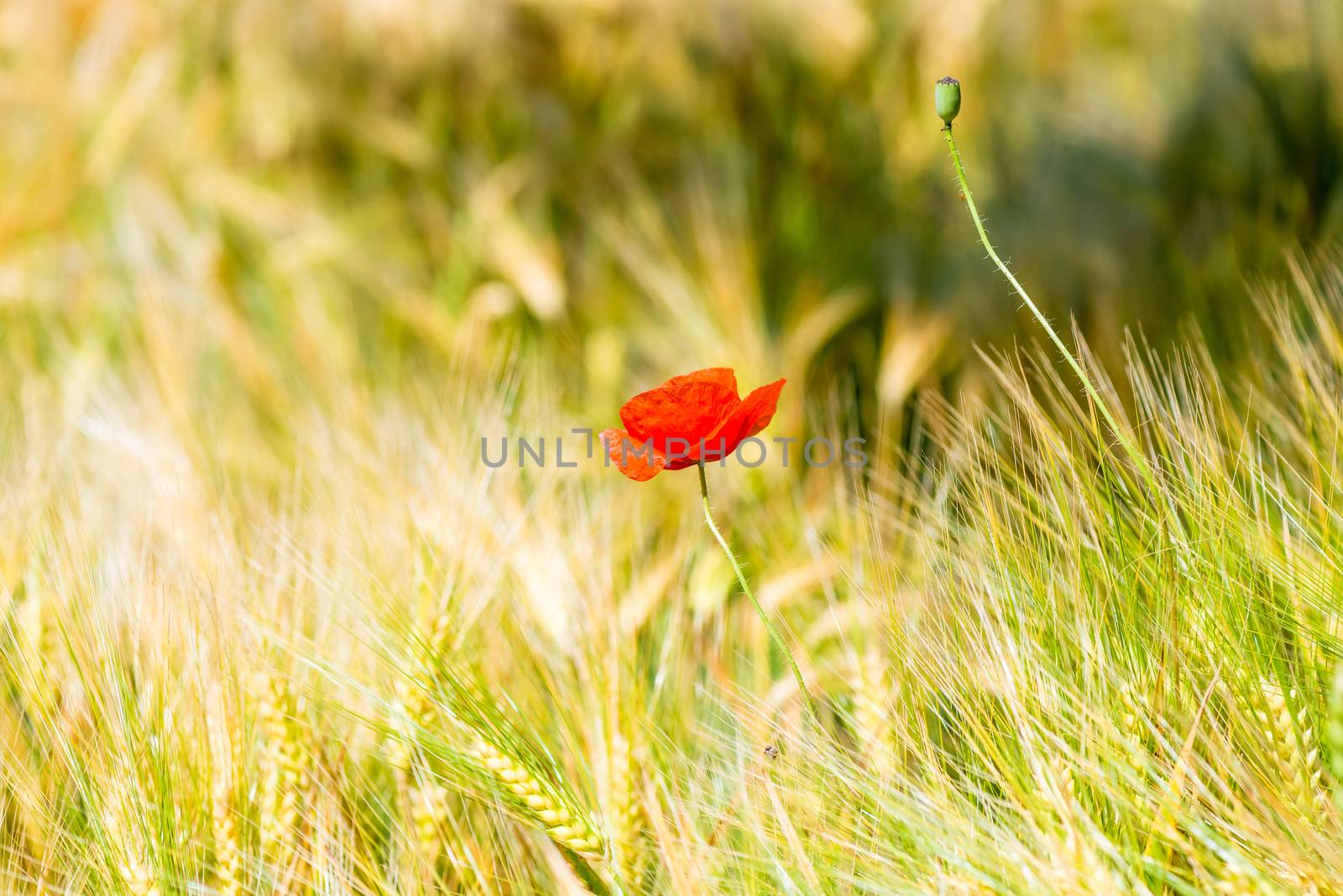 red poppy flower in yellow wheat field close up by kosmsos111