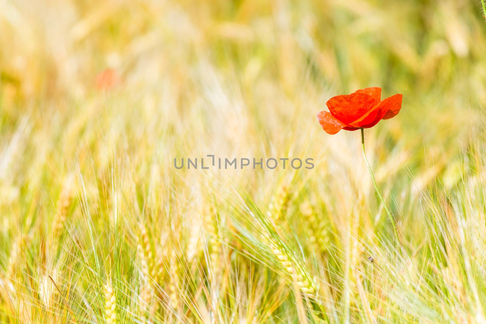 closeup of red poppy flower in yellow wheat field by kosmsos111