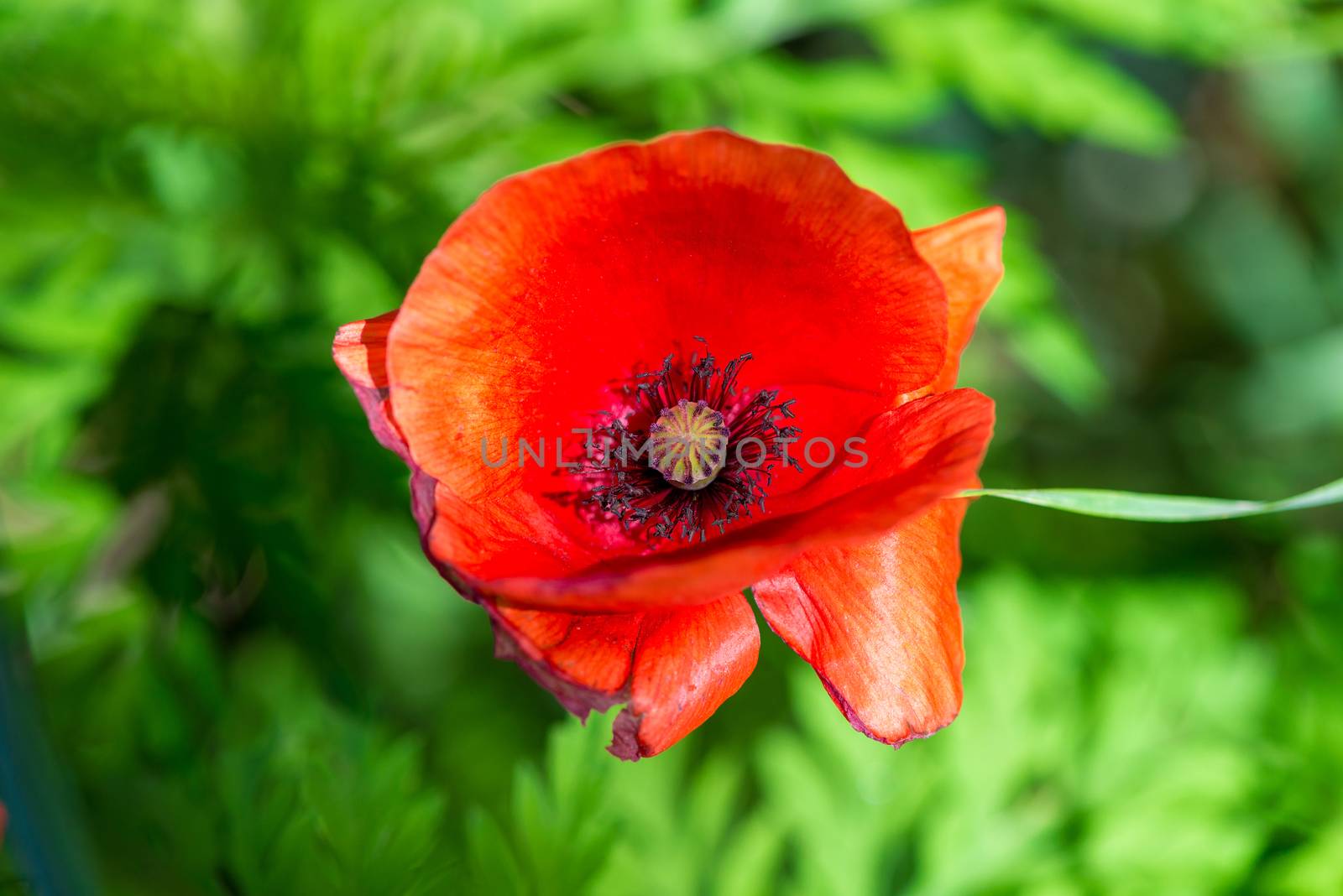 top view close-up of a red poppy flower on a green background in the field
