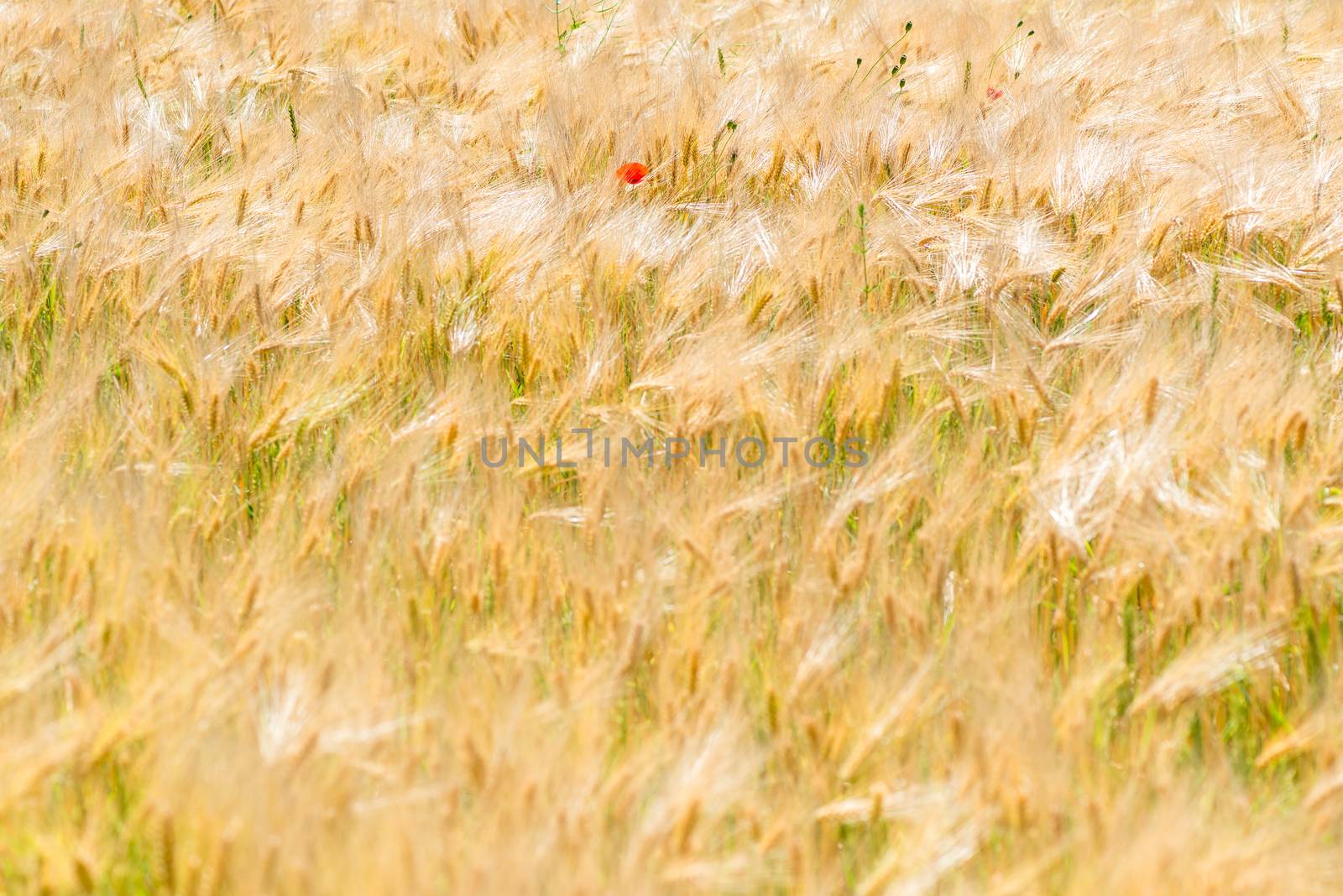 rare poppy flowers in yellow ears of wheat in a field