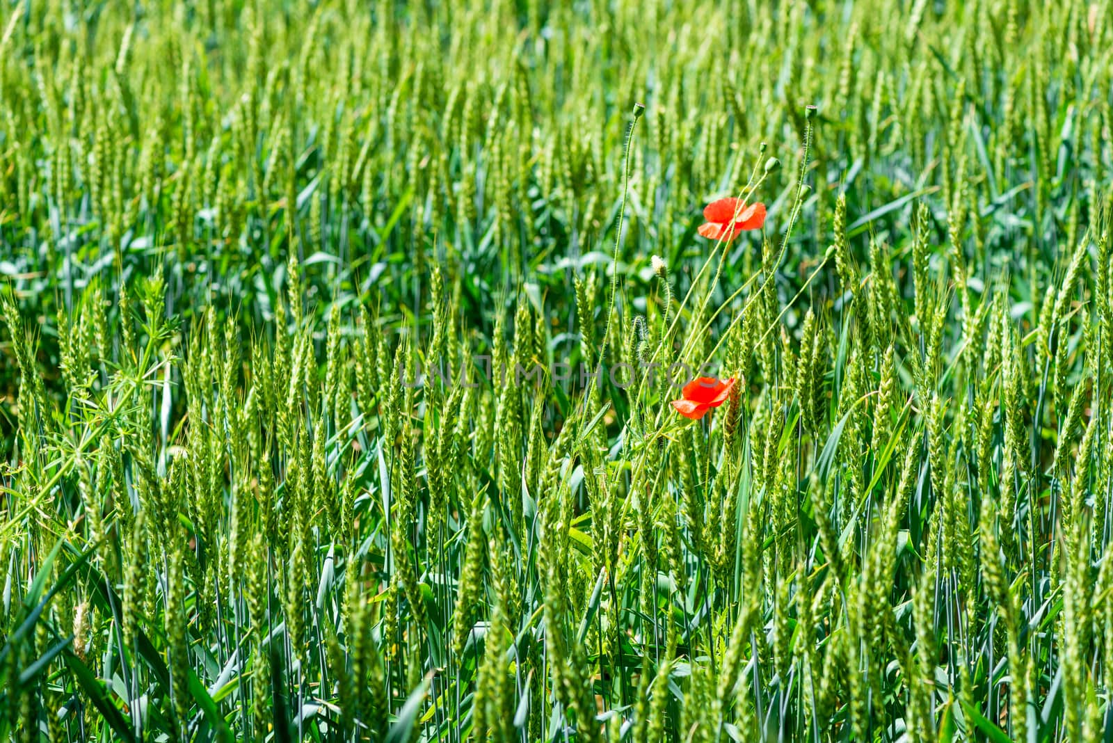 cereal ears in a field with growing poppy flowers by kosmsos111