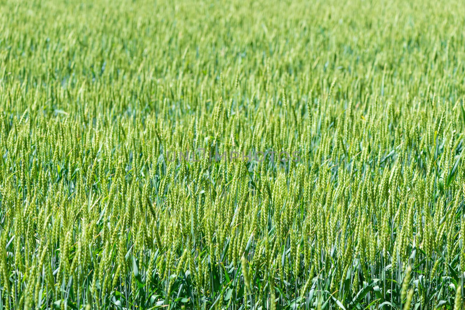 Green cereal crops spikes in a field