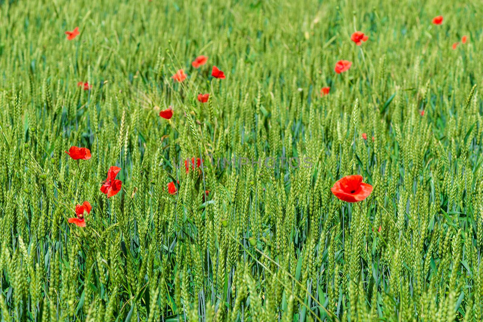 Beautiful red poppies grow in a wheat field among ears of corn by kosmsos111