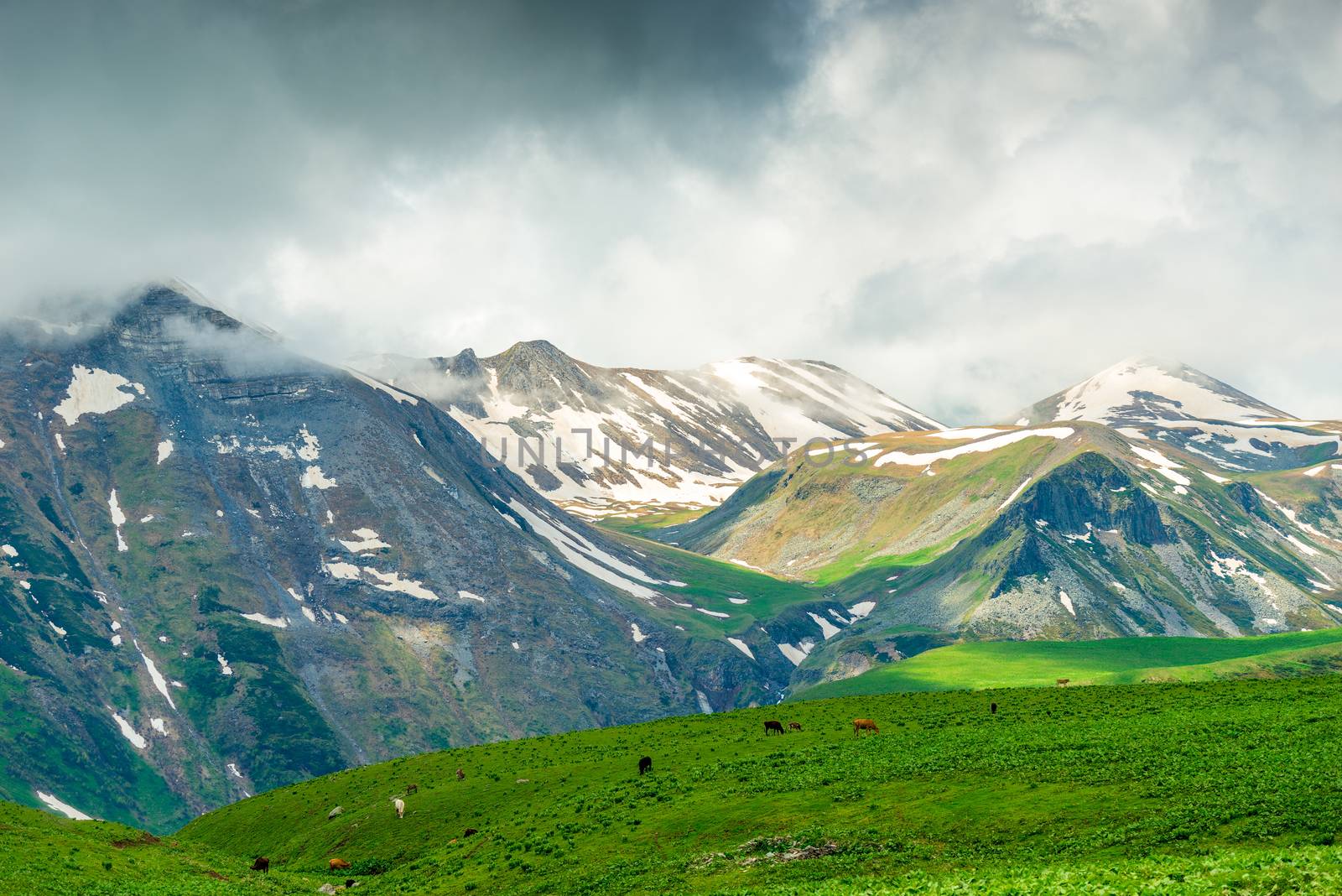 Scenic mountains, snow, green meadow and cows. Caucasus nature, Georgia