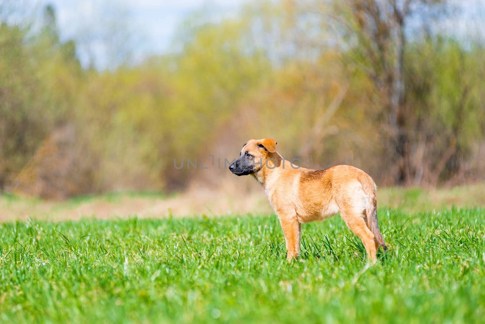 sideless puppy on lawn, side portrait