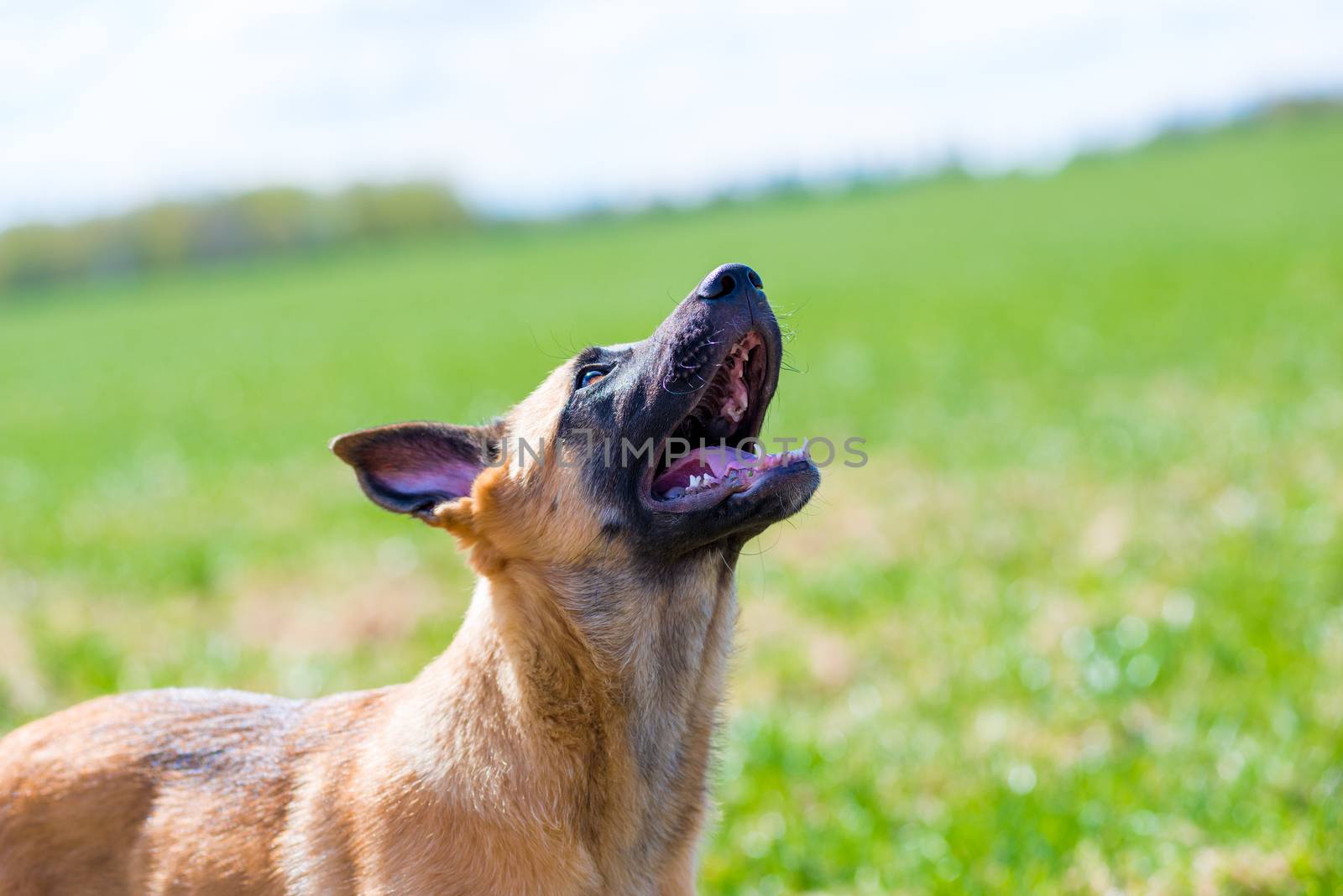 playful puppy on the nature in the park, closeup portrait by kosmsos111