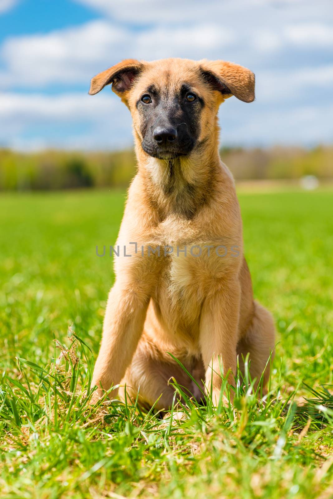 vertical portrait of a puppy sitting on a green lawn on a sunny day