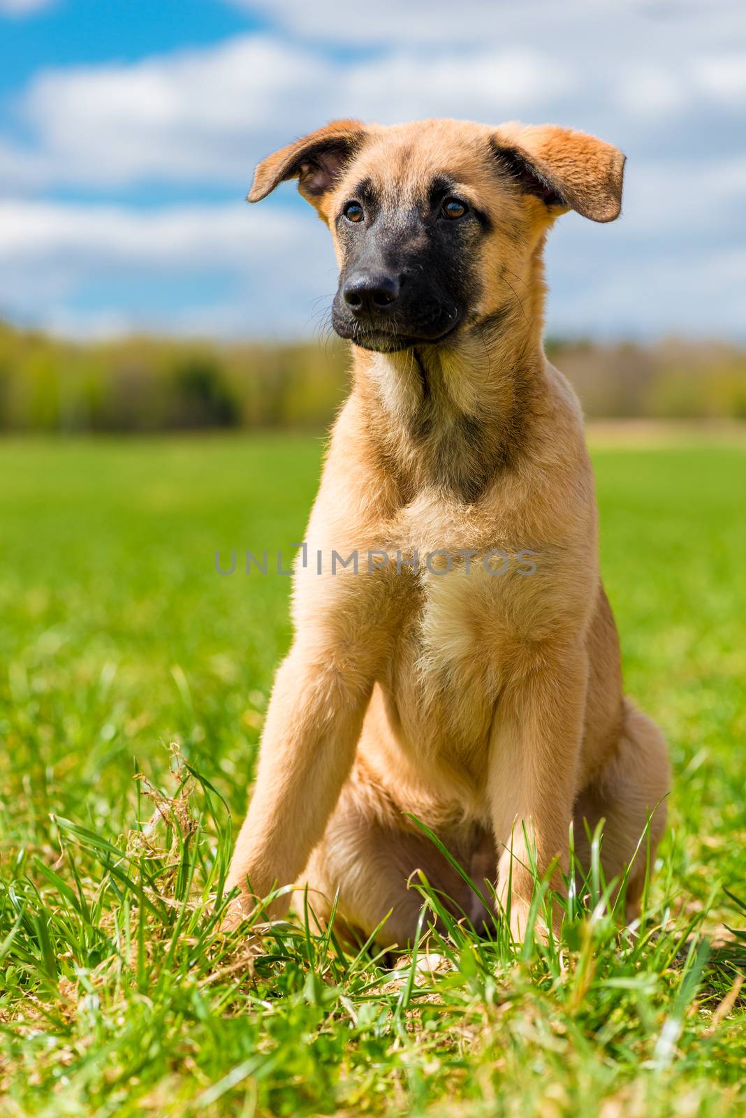 portrait of a puppy sitting on a green lawn on a sunny day