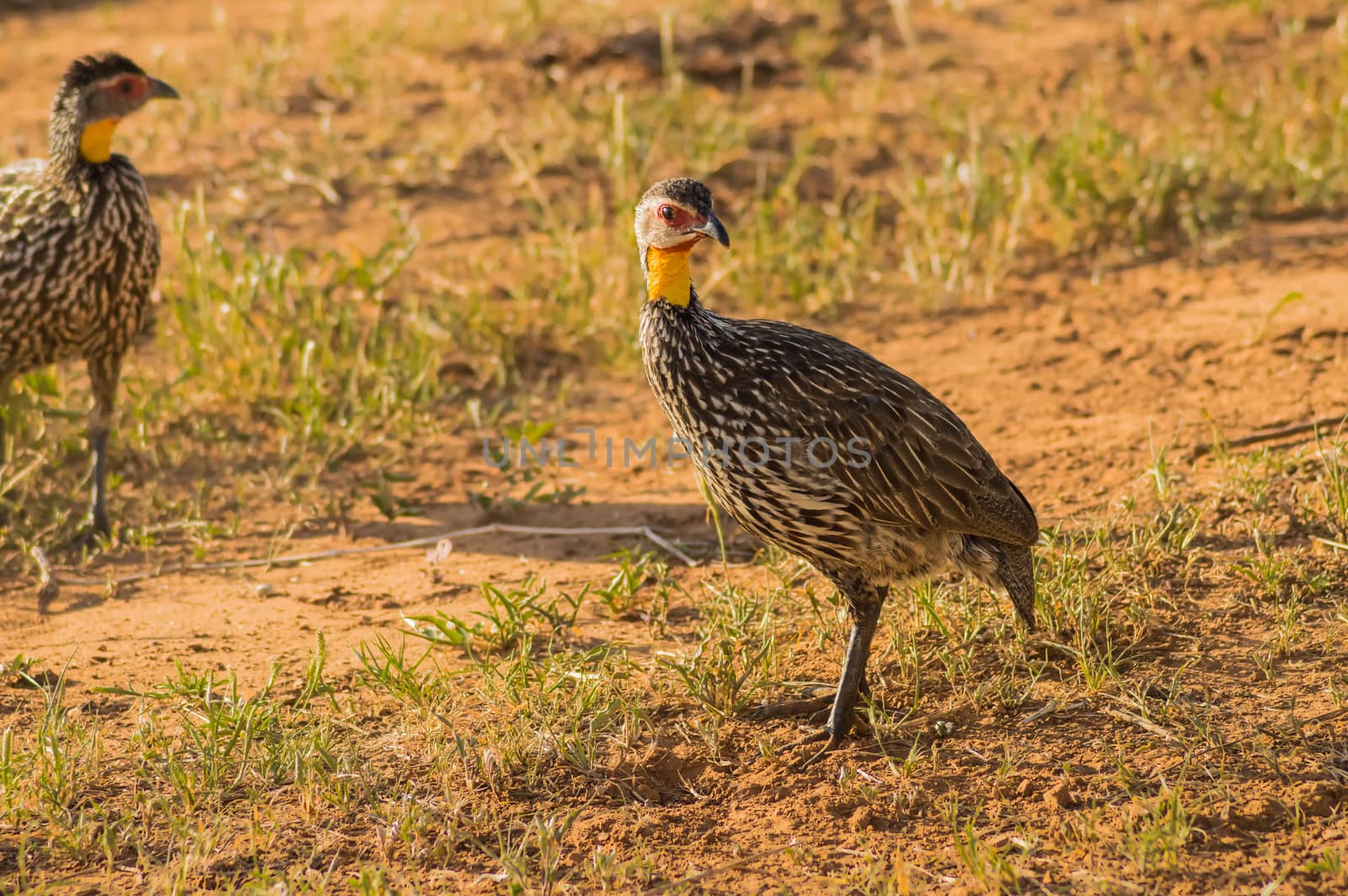 Yellow-necked Francolin Pternistis leucoscepus spurfowl on the dry grass of the Brown-ground Samburu National Reserve Kenya East Africa side profile