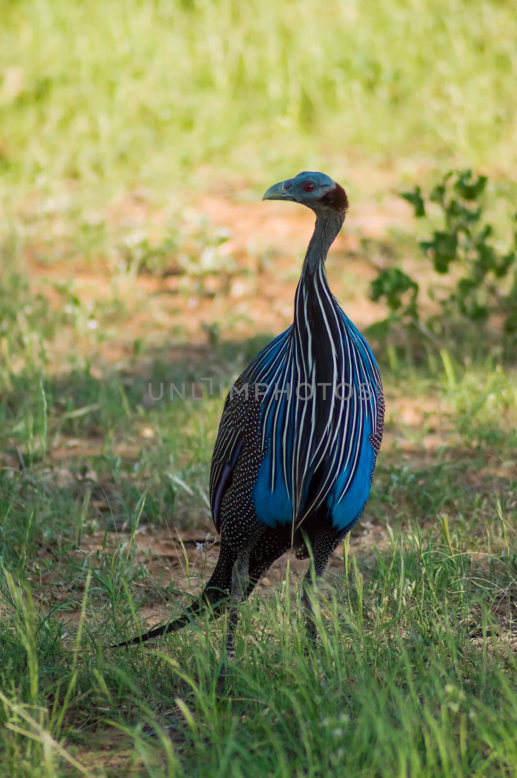 Helmeted fowl, Numida meleagris, large gray bird in the grass.  by Philou1000