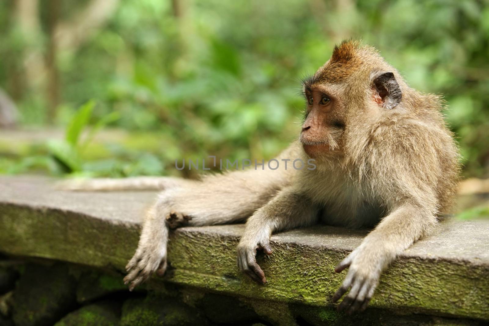 Portrait of the sad monkey. Forest of monkeys in Bali. Indonesia.