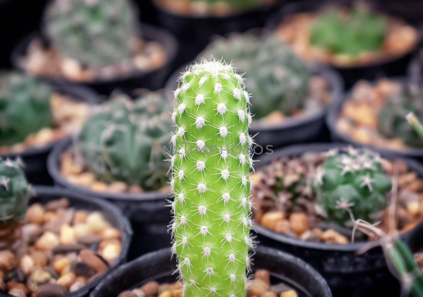 Baby Echinopsis Cactus in Gravel Pot