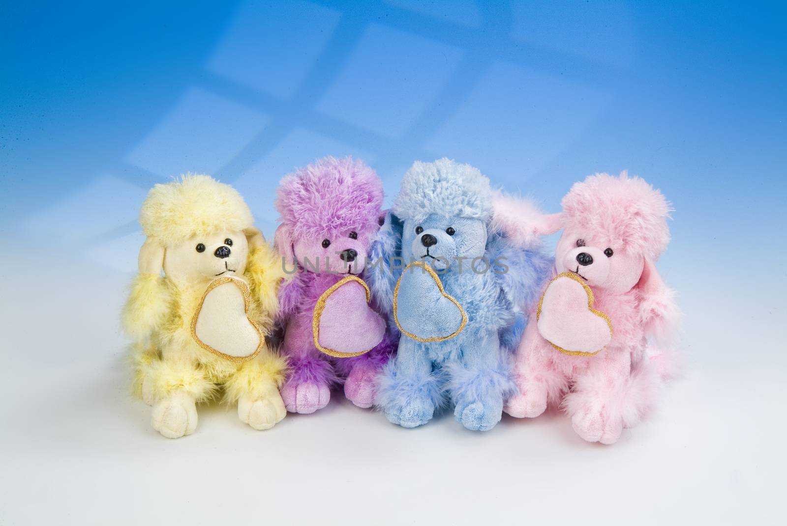 Toy dogs on a blue and white studio background