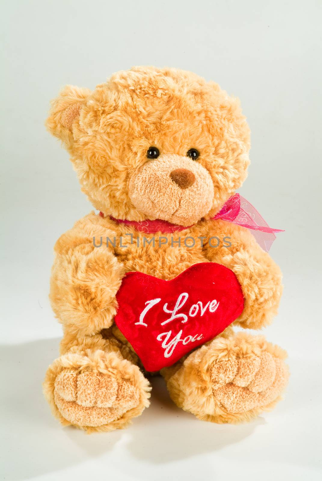 Toy dog on a fabricstudio background