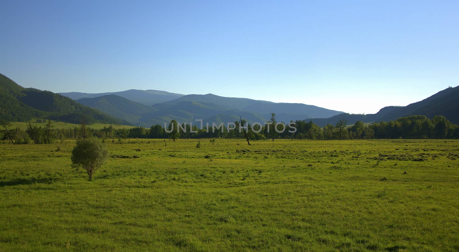 Lonely shrub standing in a green valley at the foot of mountain ranges. Altai, Siberia, Russia.